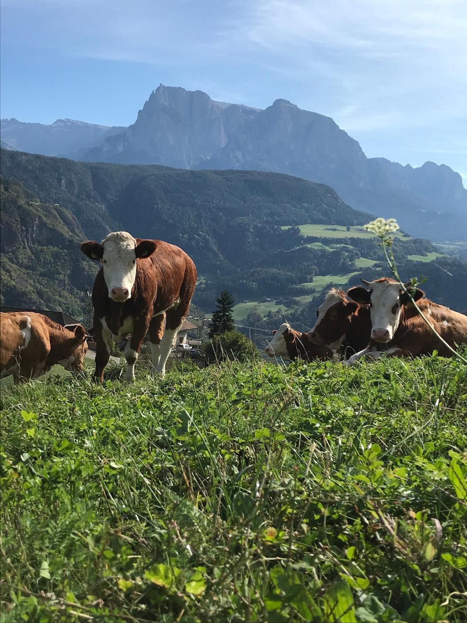 Gasserhof باربيانو المظهر الخارجي الصورة