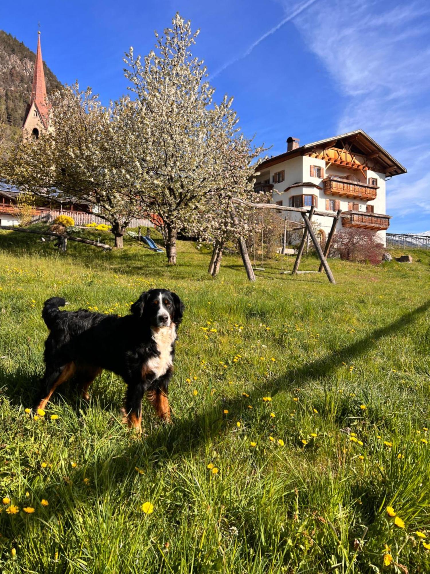 Gasserhof باربيانو المظهر الخارجي الصورة