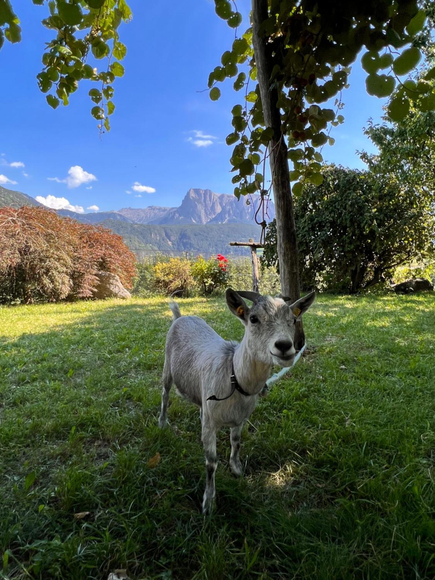 Gasserhof باربيانو المظهر الخارجي الصورة